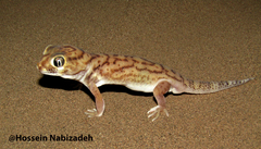 Small-Scaled Wonder Gecko photo 1