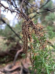 Juniperus × pfitzeriana