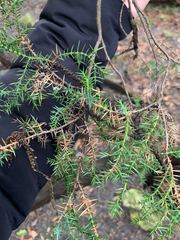 Juniperus × pfitzeriana