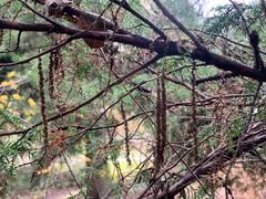 Juniperus × pfitzeriana