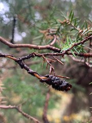 Juniperus × pfitzeriana