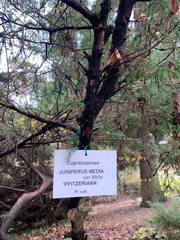 Juniperus × pfitzeriana
