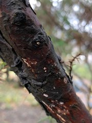 Juniperus × pfitzeriana