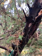 Juniperus × pfitzeriana