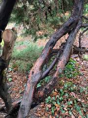 Juniperus × pfitzeriana