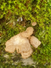 Arrhenia rickenii
