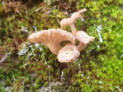 Arrhenia rickenii