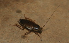 Blattodea