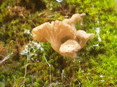 Arrhenia rickenii