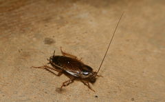 Blattodea