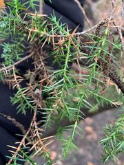 Juniperus × pfitzeriana