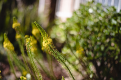 Bulbine latifolia latifolia