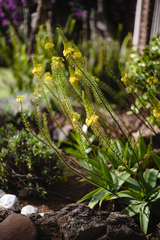 Bulbine latifolia latifolia