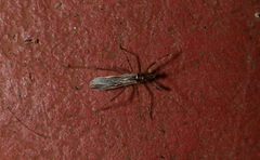 Saicinae