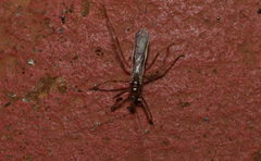 Saicinae