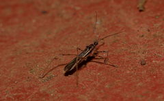 Saicinae