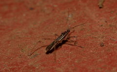 Saicinae