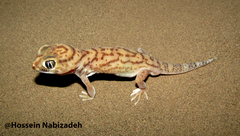 Small-Scaled Wonder Gecko photo 2