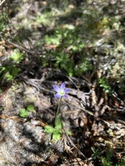 Wahlenbergia saxicola
