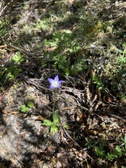 Wahlenbergia saxicola