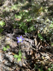 Wahlenbergia saxicola