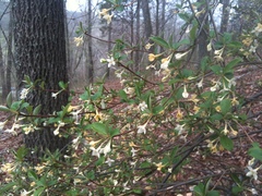 Elaeagnus multiflora