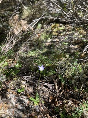 Wahlenbergia saxicola