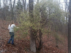Elaeagnus multiflora