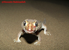 Small-Scaled Wonder Gecko photo 4