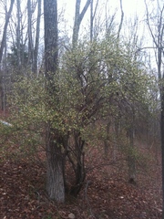 Elaeagnus multiflora