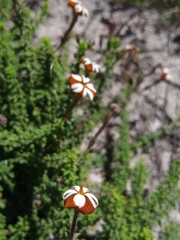 Jamesbrittenia albomarginata