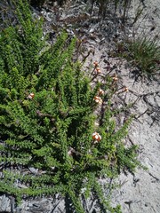 Jamesbrittenia albomarginata
