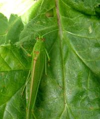 Phaneroptera sparsa