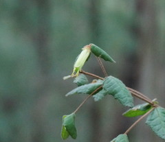 Correa reflexa lobata