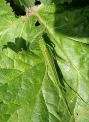 Phaneroptera sparsa