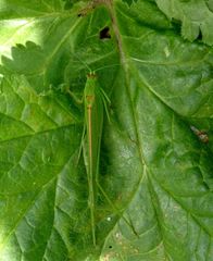Phaneroptera sparsa