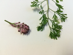 Fumaria densiflora