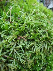 Bryophyta