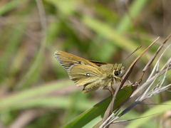 Trapezites lutea