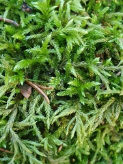 Bryophyta
