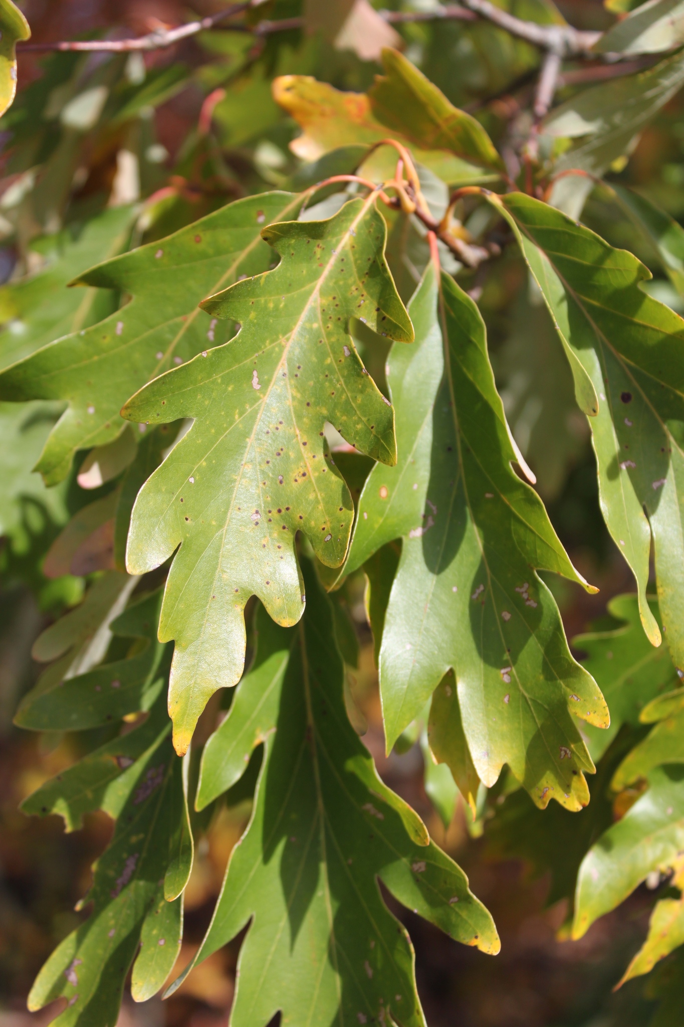 Quercus X saulii