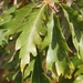 Quercus × saulii - Photo (c) Dwayne Estes,  זכויות יוצרים חלקיות (CC BY-NC), הועלה על ידי Dwayne Estes