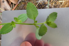 Gonocarpus teucrioides