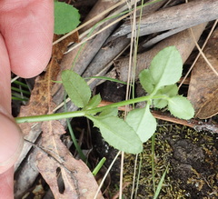 Gonocarpus teucrioides