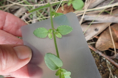 Gonocarpus teucrioides