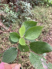 Boehmeria pilosiuscula