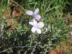 Barleria rigida