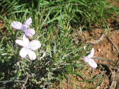 Barleria rigida