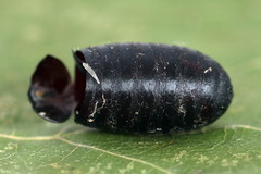 Trichiosoma sorbi