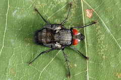 Trichiosoma sorbi